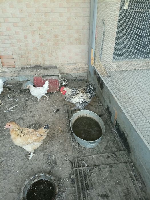 продам домашних курей