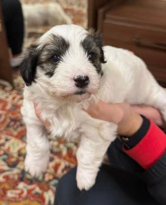 Bichon havanez  550 lei