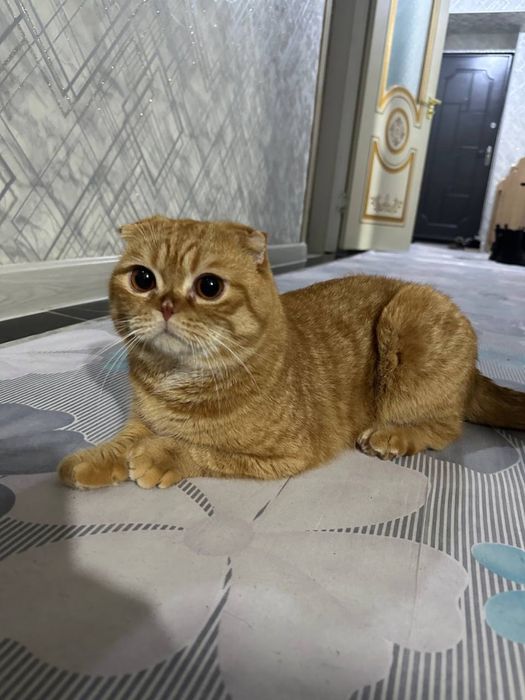 Шотландский вислоухая ogil