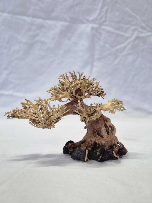 Продавам 100% естествено дърво Бонзай за декорация на аквариуми