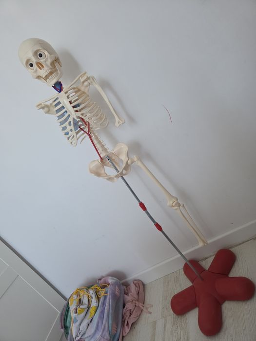 Schelet de plastic educativ incomplet