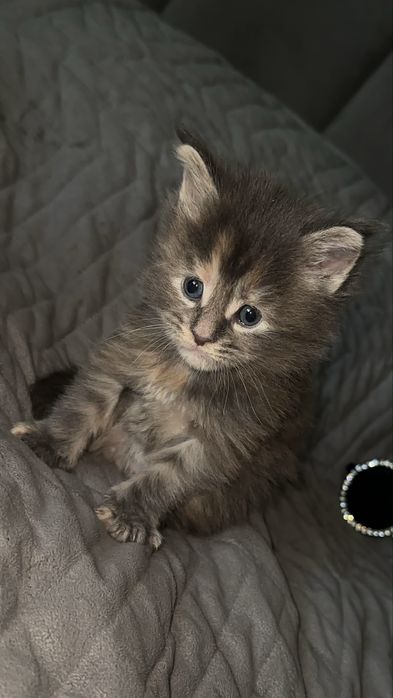 Мейн кун котята