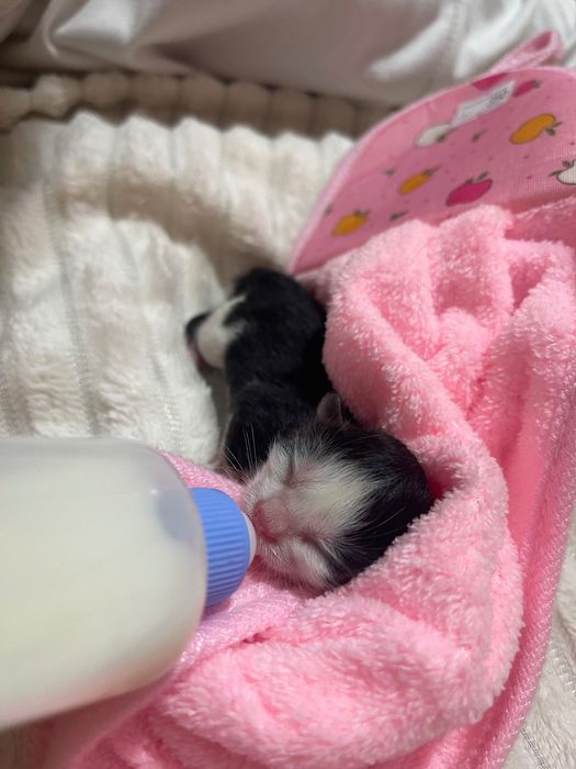 Срочно котенок помощь
