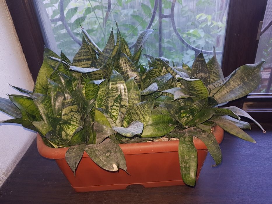 Растение  комнатное