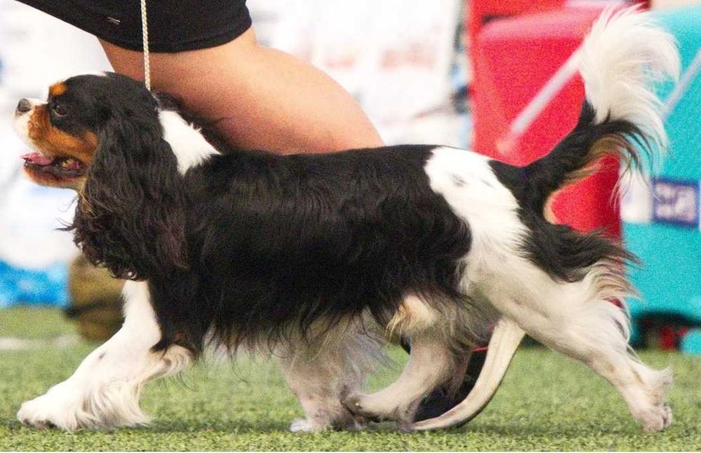 Кавалер Кинг Чарльз Спаниель