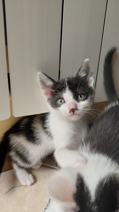 Donez 5 pui de pisica