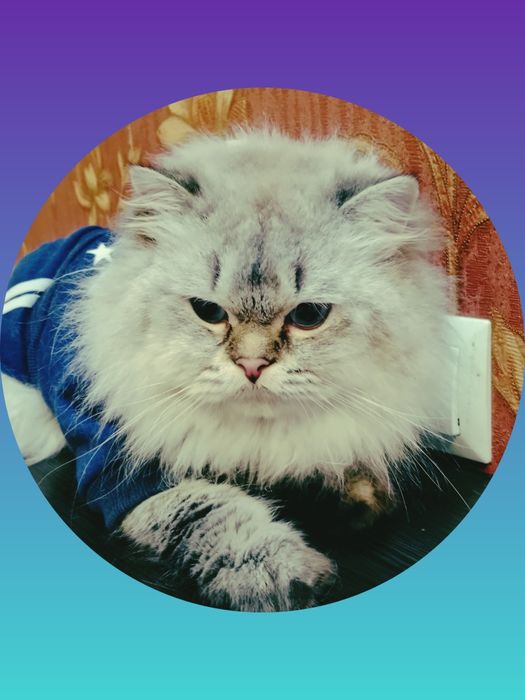 Скидка. Роскошный Скоттиш Страйт Хайленд поинт вязка