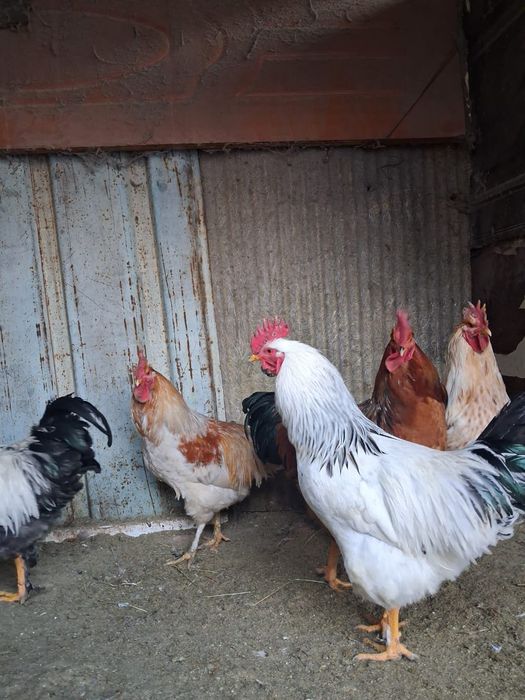 Петухи молодые,красавцы