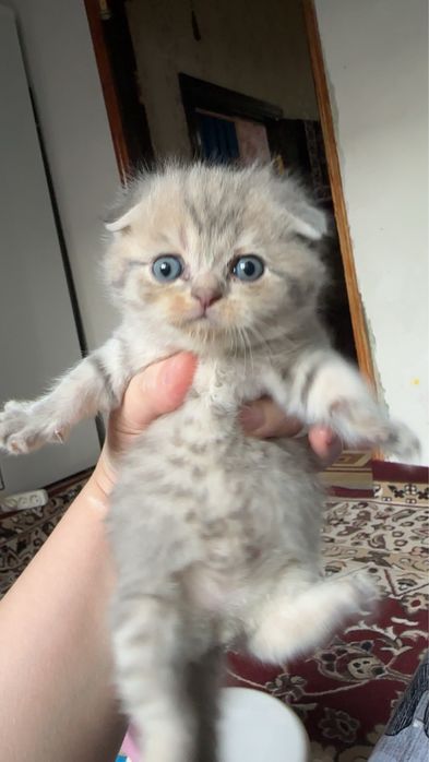 mushu sotladi toza zotli