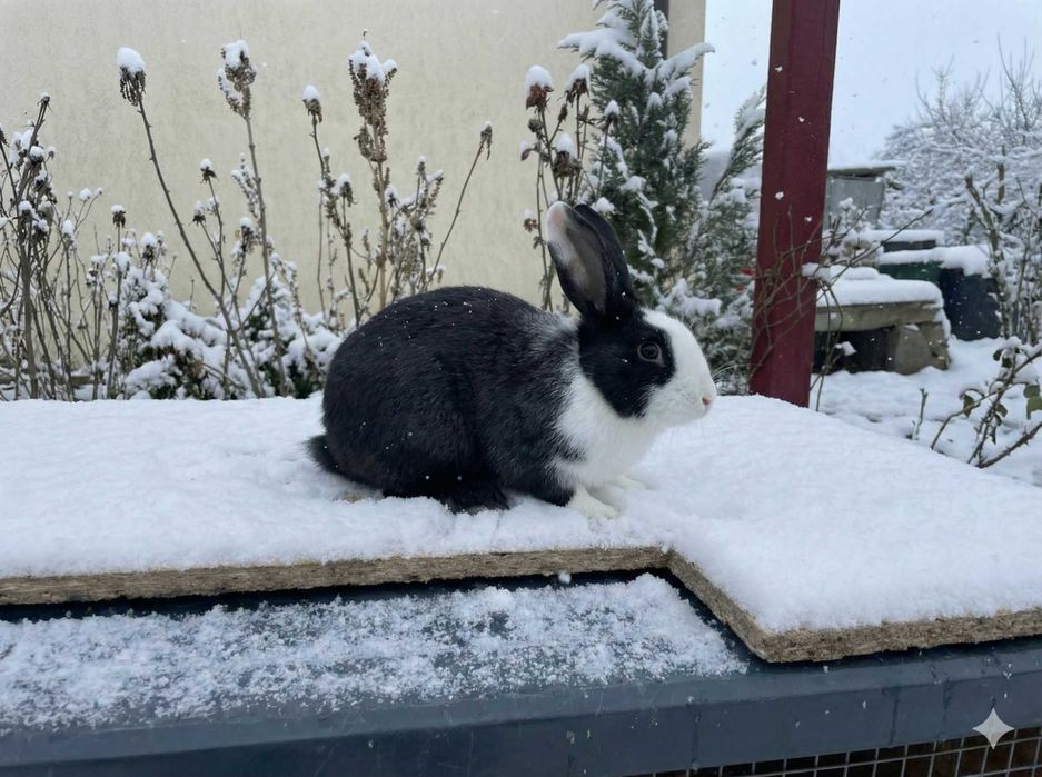 Vând URGENT Iepuri de Casă (Metiși) – Livrare în Timișoara
