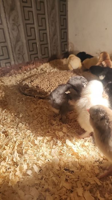 Brama jo'jalar sotiladi