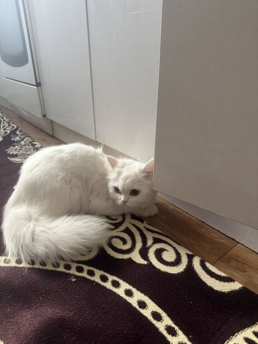 Отдам хороши рук