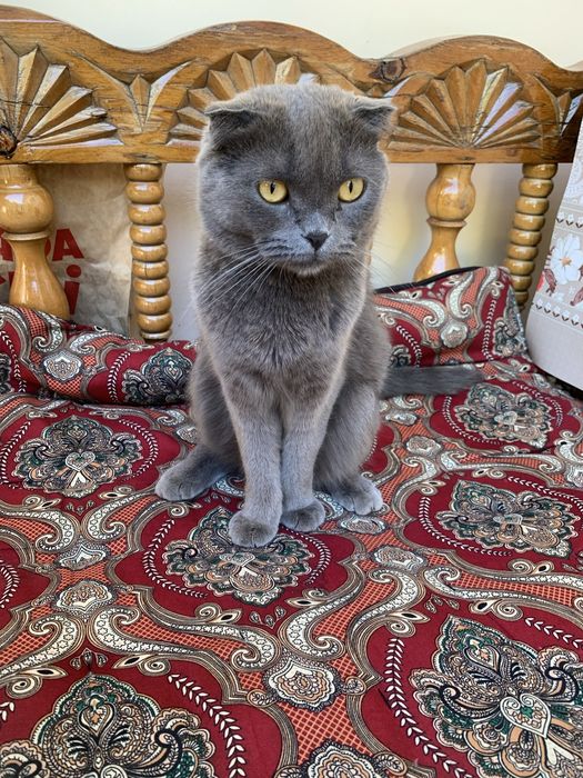 Shotlandskiy scottish fold boqadigan odamga xadya qilinadi bolasiyam