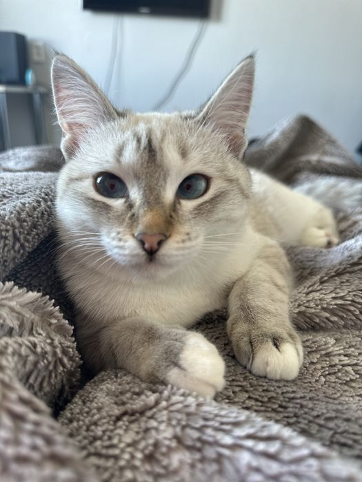 Отдадим прекрасную кошечку