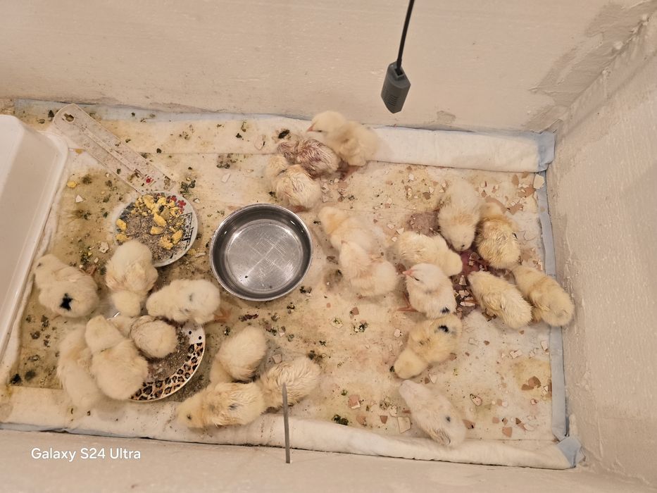 Новоизлюпени пиленца от инкубатор