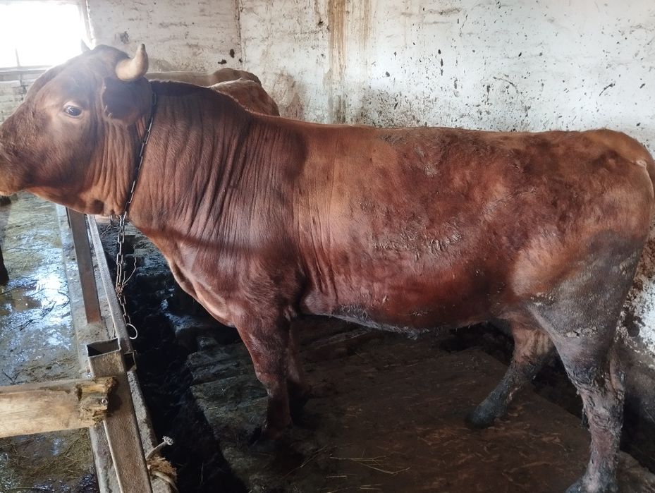 Жилик ет Мартук. Есть доставка в город до адреса.