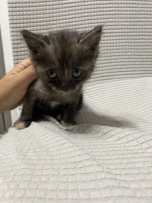 Котенок , девочка , 1,5 месяца
