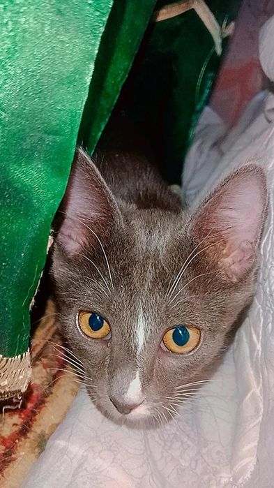 Котята очень КРАСИВЫЕ