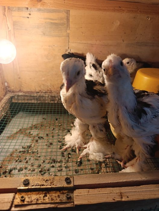 Цыплята Брама мрамор