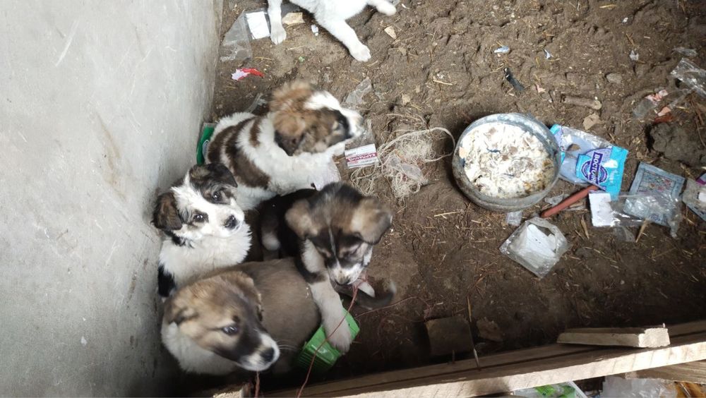 Kuchuk sotiladi srochna продается собаки срочно