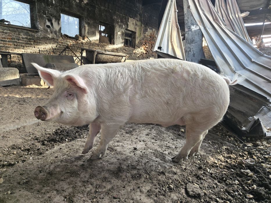Домашно прасе за клане
