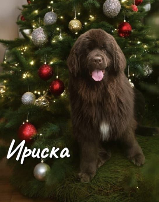 Щенки Ньюфаундленда