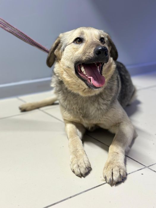 Ника ищет дом. Доставлю!