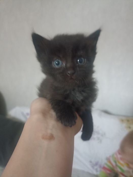 Отдам милых котят срочно