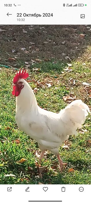 Продам петухов на племя