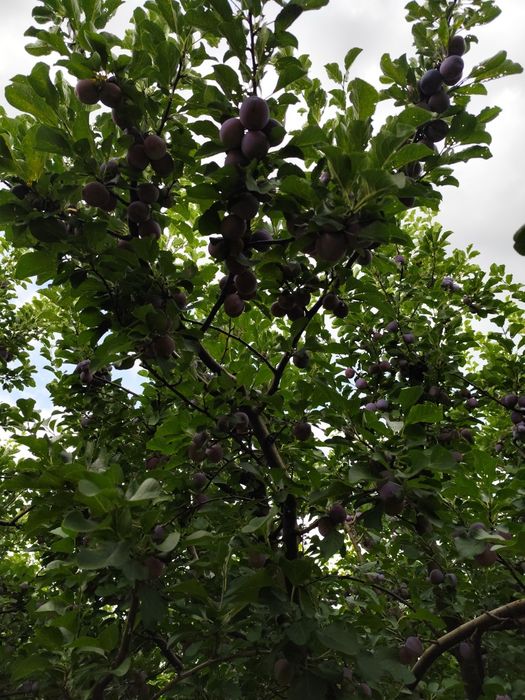 Prune Diana de vanzare