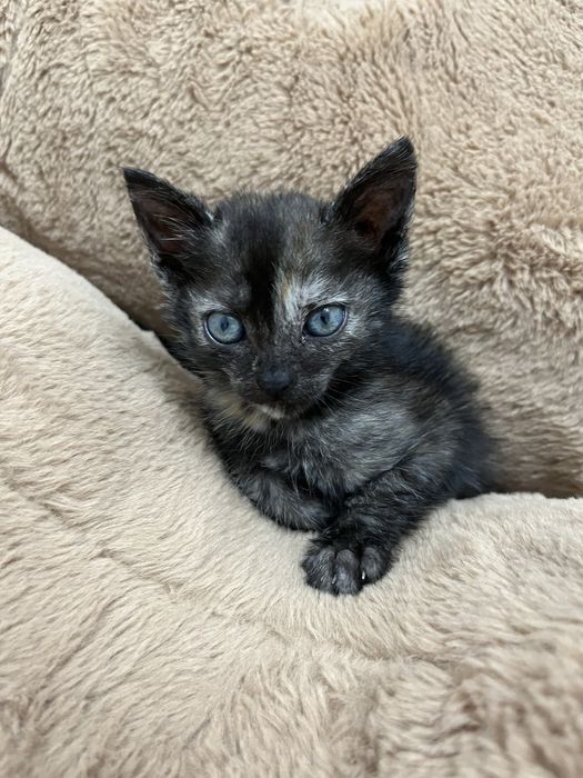 Бесплатно отдам кошку