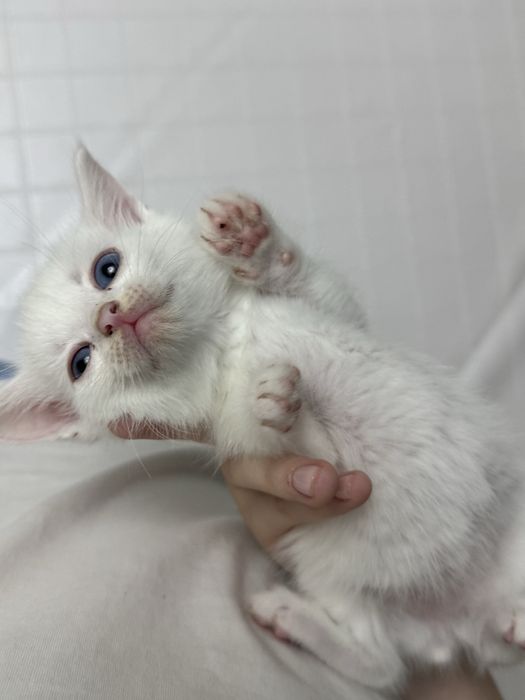 Котята отдам даром