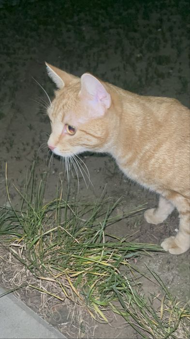 Шотладский прямоухий кот