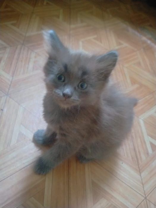 Отдам котят даром