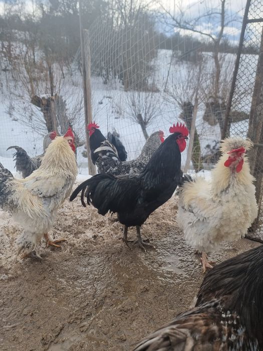 Vând Cocos Australop