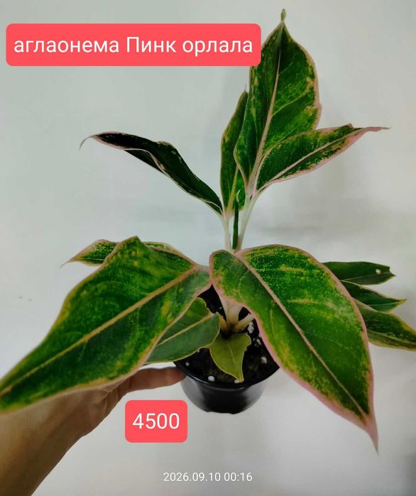 продам комнатные растения