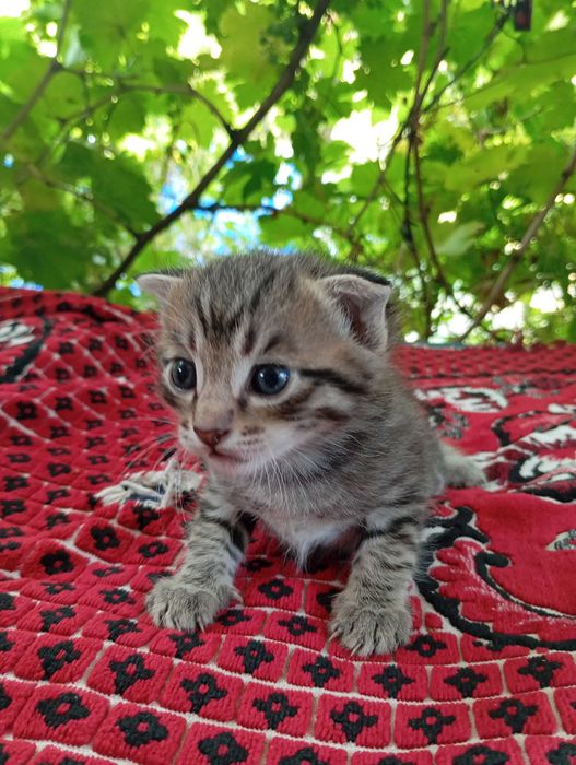 Котятки бесплатно, в добрые руки