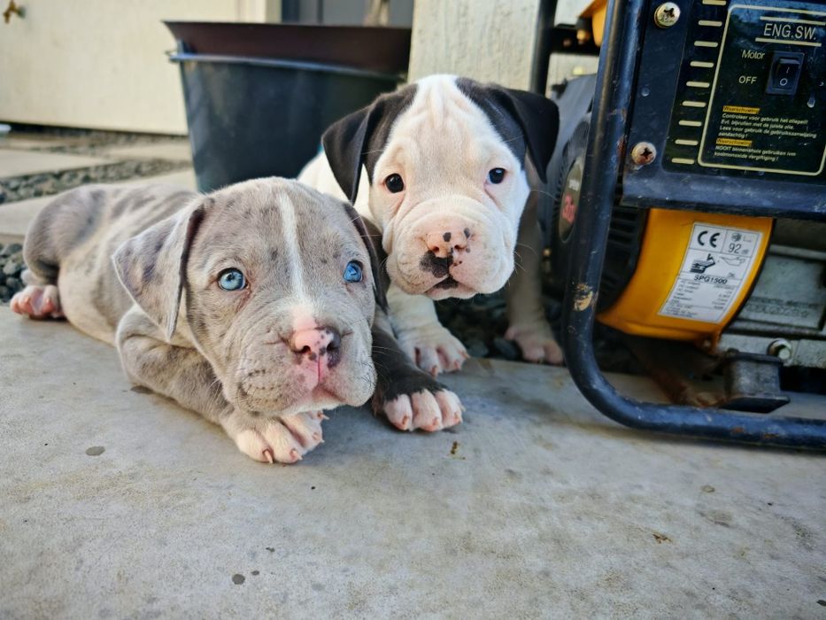 American Bully XL