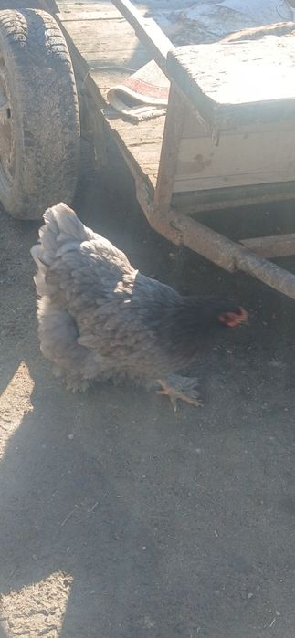 Vand cocosi rasa brahma rasa austrolop