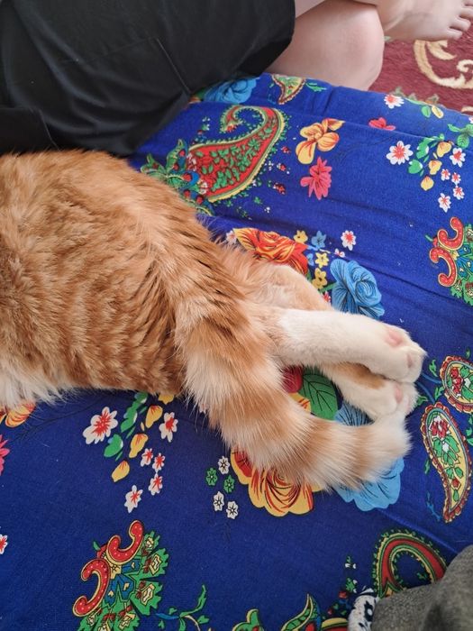 Отдам котика 8 месяцев
