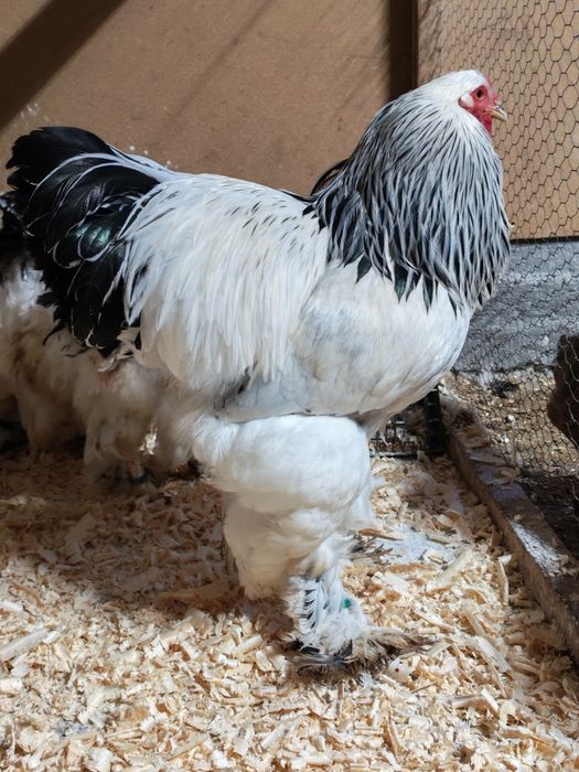 Vând 4+1 brahma HD 2025