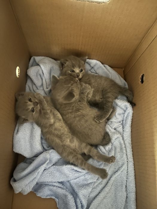 продам британских котят
