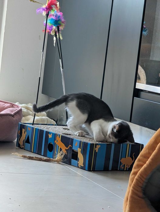 Motănel gri cu alb, 4-5 luni, foarte iubitor și jucăuș, vaccinat și deparazitat. Adopta-l pe Georgică!