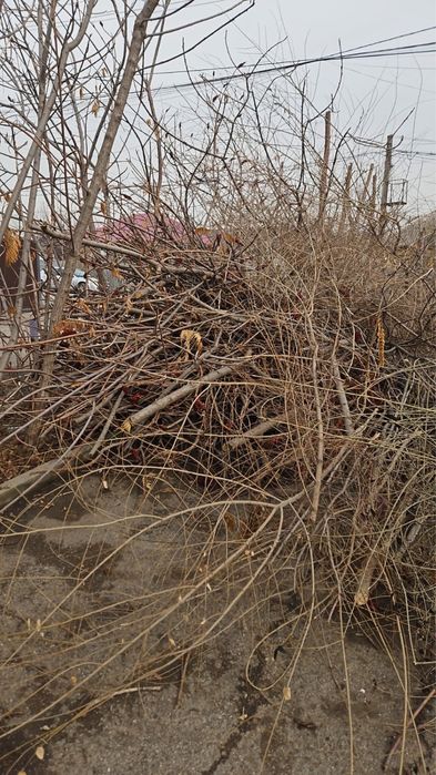 Отдам обрезь деревьев