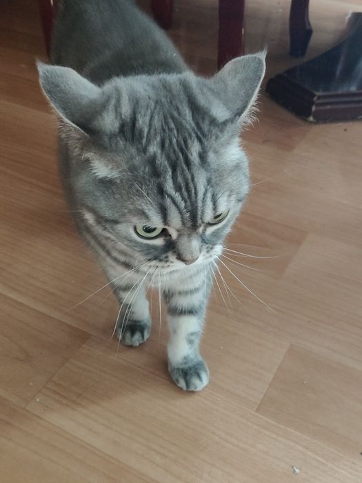 Продам.   Британку..