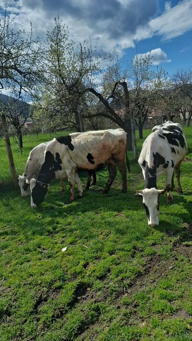 Vând două vaci holstaien