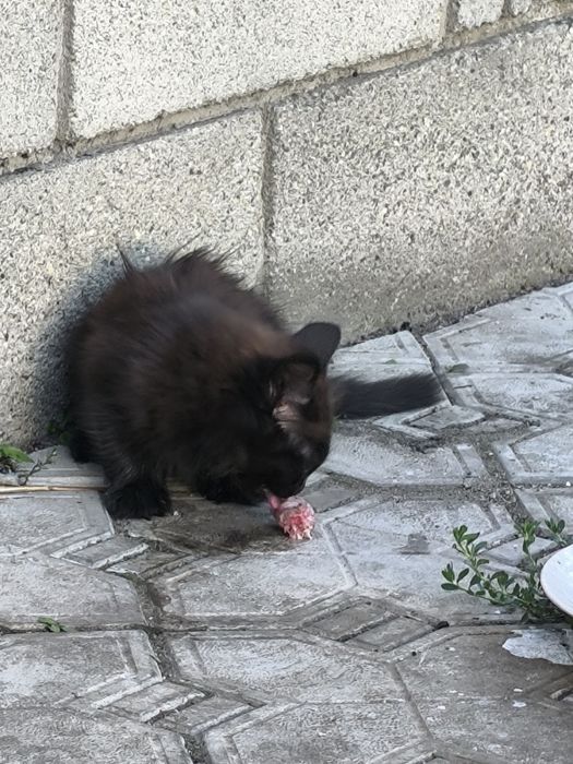 Котят в добрые руки