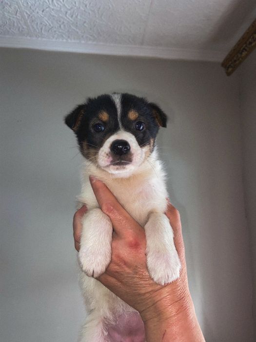 Отдам щенка в хорошие руки