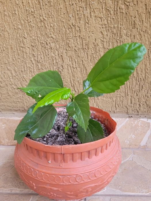 Trandafir japonez roșu