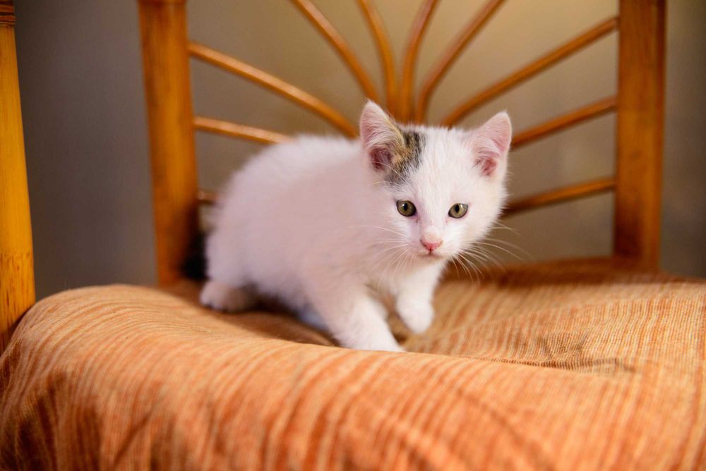 Котенок  девочка